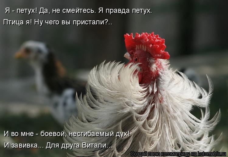 Котоматрица: Я - петух! Да, не смейтесь. Я правда петух. Птица я! Ну чего вы пристали?.. И во мне - боевой, несгибаемый дух! И завивка... Для друга Витали...