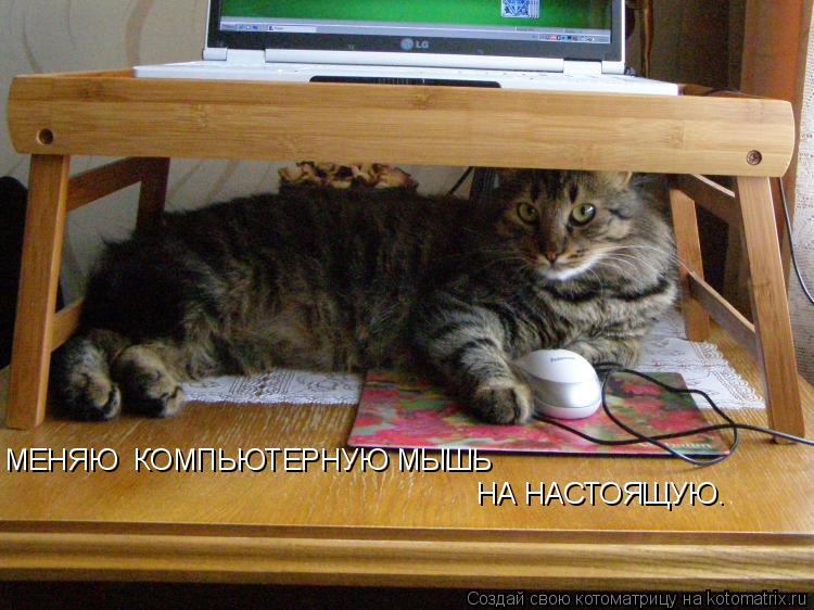 МЕНЯЮ КОМПЬЮТЕРНУЮ МЫШЬ НА НАСТОЯЩУЮ.... Котоматрица: МЕНЯЮ КОМПЬЮТЕРНУЮ МЫШЬ НА НАСТОЯЩУЮ.
