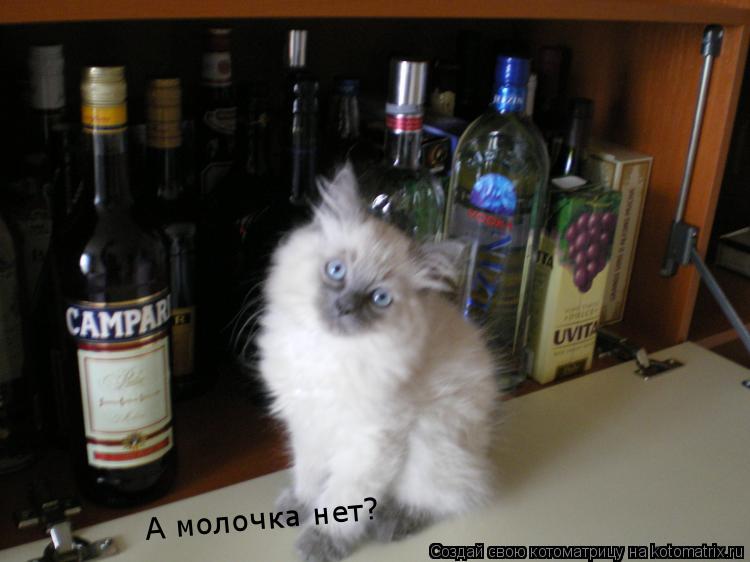 А молочка нет?... Котоматрица: А молочка нет?