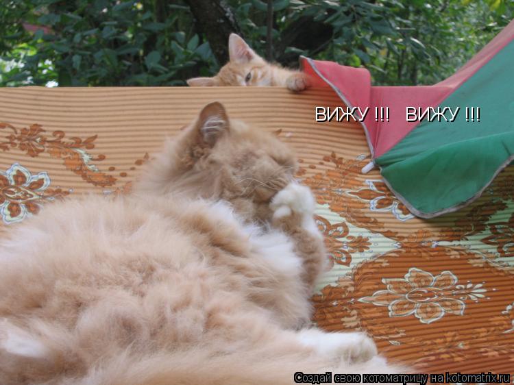 ВИЖУ !!! ВИЖУ !!!... Котоматрица: ВИЖУ !!! ВИЖУ !!!