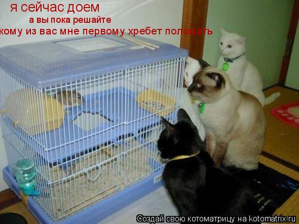 я сейчас доем а вы пока решайте кому из вас мне первому хребет поломать... Котоматрица: я сейчас доем а вы пока решайте кому из вас мне первому хребет поломать