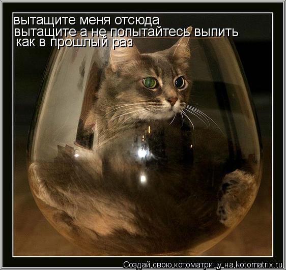 вытащите меня отсюда вытащите а не попытайтесь выпить как в прошлый раз... Котоматрица: вытащите меня отсюда вытащите а не попытайтесь выпить как в прошлый раз