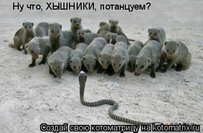 Котоматрица: Ну что, ХЫШНИКИ, потанцуем?