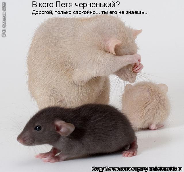 В кого Петя черненький? Дорогой, только спокойно... ты его не знаешь...... Котоматрица: В кого Петя черненький? Дорогой, только спокойно... ты его не знаешь...