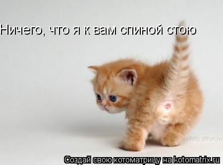 Котоматрица: Ничего, что я к вам спиной стою
