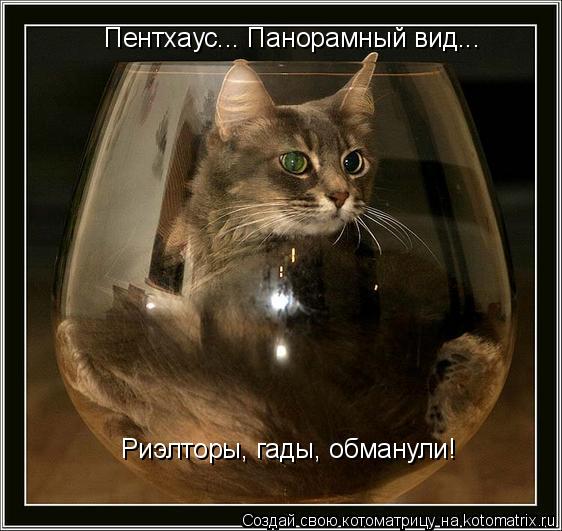 Котоматрица: Пентхаус... Панорамный вид... Риэлторы, гады, обманули!