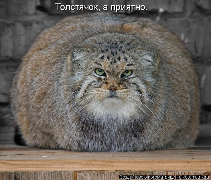 Котоматрица: Толстячок, а приятно.