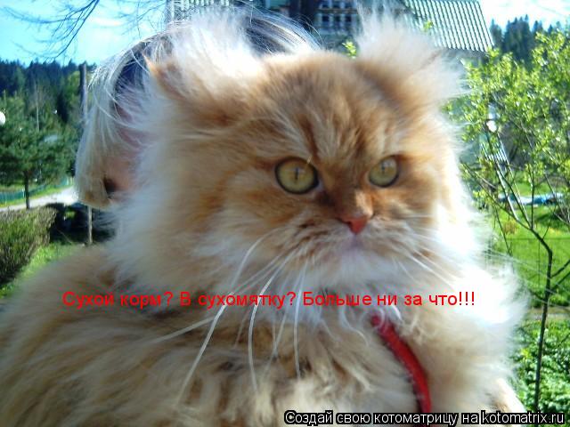 Сухой корм? В сухомятку? Больше ни за что!!!... Котоматрица: Сухой корм? В сухомятку? Больше ни за что!!!