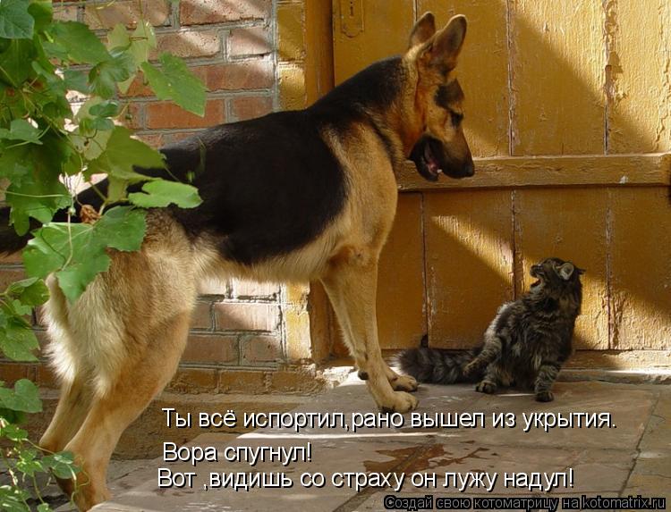 Ты всё испортил,рано вышел из укрытия. Вора спугнул! Вот ,видишь со страху он лужу надул!... Котоматрица: Ты всё испортил,рано вышел из укрытия. Вора спугнул! Вот ,видишь со страху он лужу надул!