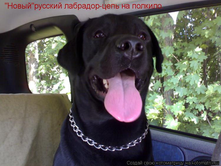 Котоматрица: "Новый"русский лабрадор-цепь на полкило.