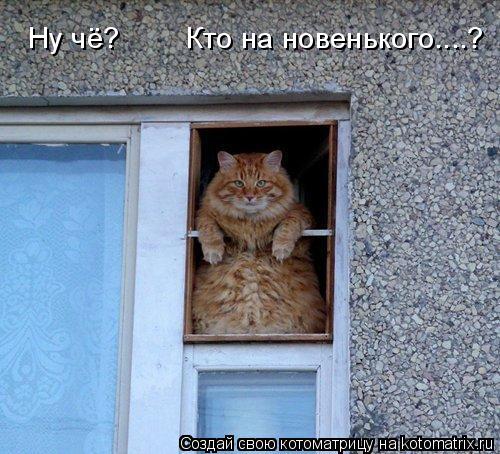 Ну чё? Кто на новенького....?... Котоматрица: Ну чё? Кто на новенького....?