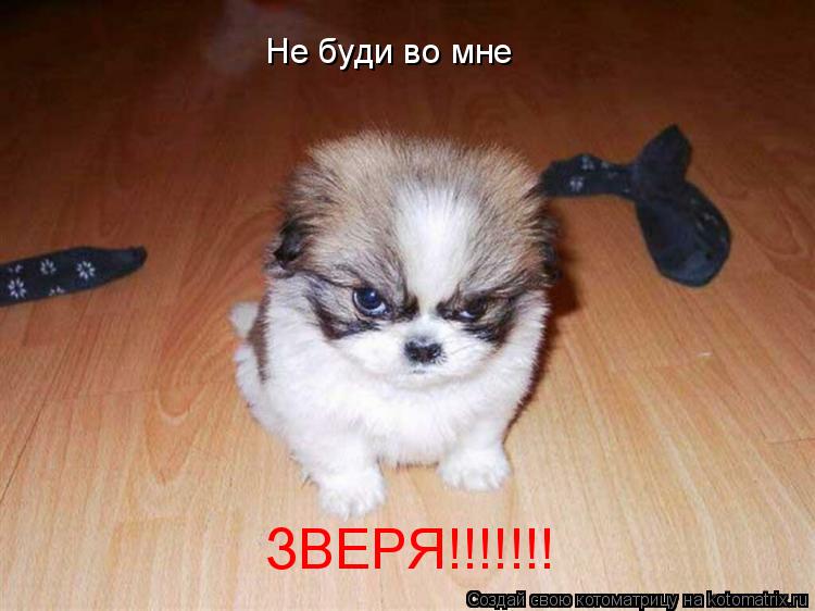 Котоматрица: Не буди во мне ЗВЕРЯ!!!!!!!