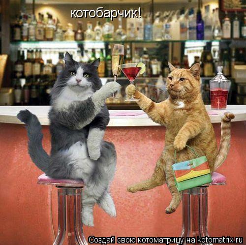 Котоматрица: котобарчик!