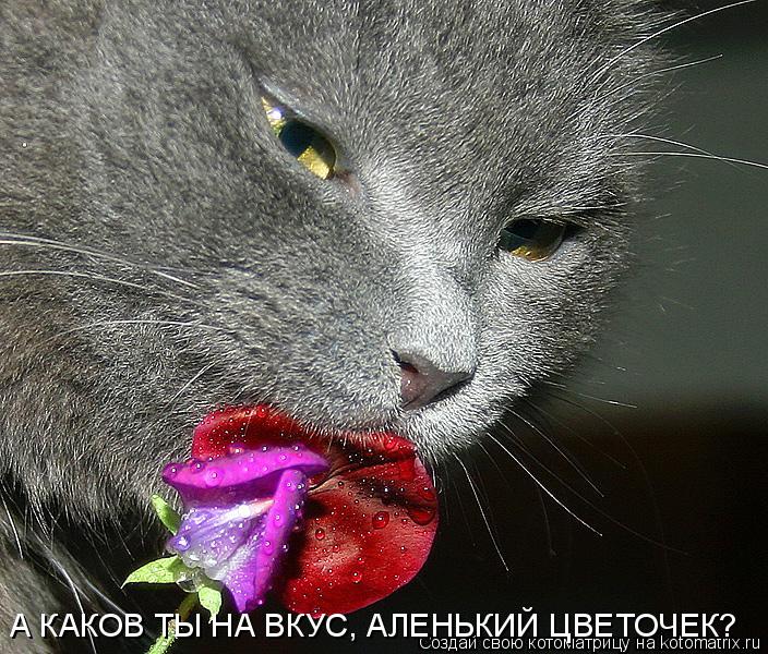 А КАКОВ ТЫ НА ВКУС, АЛЕНЬКИЙ ЦВЕТОЧЕК?... Котоматрица: А КАКОВ ТЫ НА ВКУС, АЛЕНЬКИЙ ЦВЕТОЧЕК?