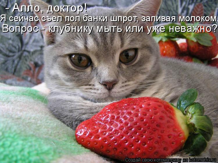 Котоматрица: - Алло, доктор!  Я сейчас съел пол банки шпрот, запивая молоком...  Вопрос - клубнику мыть или уже неважно?