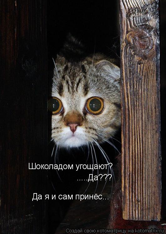 Котоматрица: Шоколадом угощают? .....Да??? Да я и сам принёс...