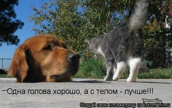 Одна голова хорошо, а с телом - лучше!!!... Котоматрица: Одна голова хорошо, а с телом - лучше!!!