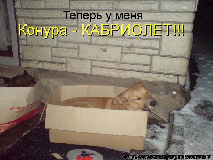 Котоматрица: Теперь у меня Конура - КАБРИОЛЕТ!!!
