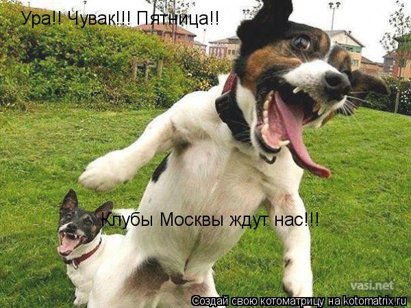 Котоматрица: Ура!! Чувак!!! Пятница!! Клубы Москвы ждут нас!!!