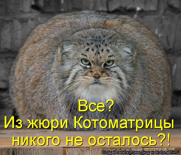 Все? Из жюри Котоматрицы никого не осталось? Из жюри Котоматрицы никого не осталось?!... Котоматрица: Все? Из жюри Котоматрицы никого не осталось? Из жюри Котоматрицы никого не осталось?!