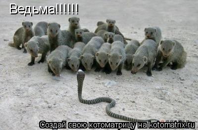 Котоматрица: Ведьма!!!!!!