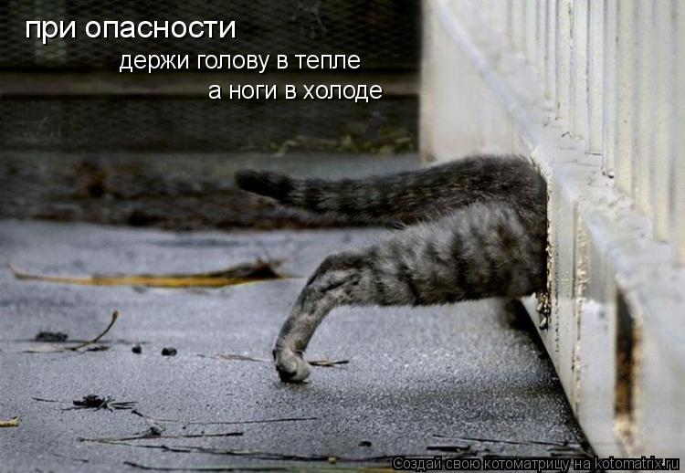 Котоматрица: при опасности держи голову в тепле  а ноги в холоде