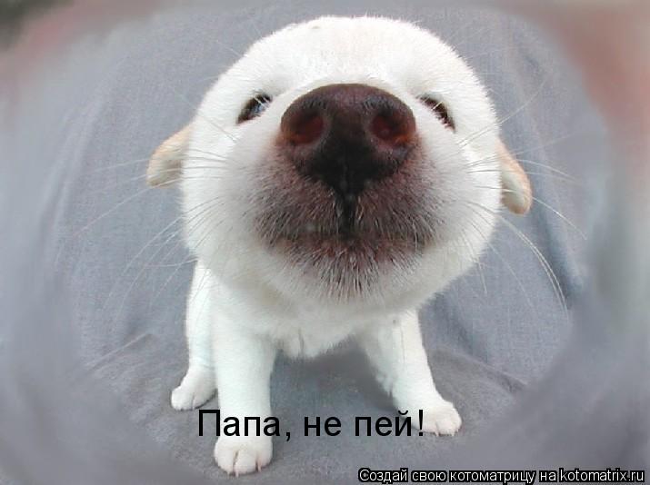 Котоматрица: Папа, не пей!