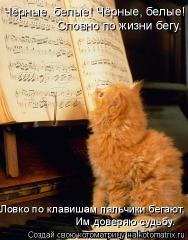 Котоматрица: Чёрные, белые! Чёрные, белые! Словно по жизни бегу. Ловко по клавишам пальчики бегают, Им доверяю судьбу.