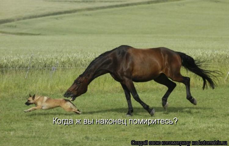 Котоматрица: Когда ж вы наконец помиритесь?