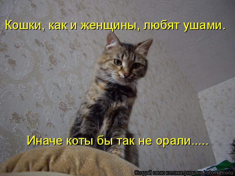 Котоматрица: Кошки, как и женщины, любят ушами.  Иначе коты бы так не орали.....