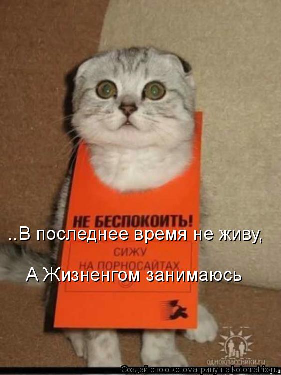 Котоматрица: ..В последнее время не живу, А Жизненгом занимаюсь