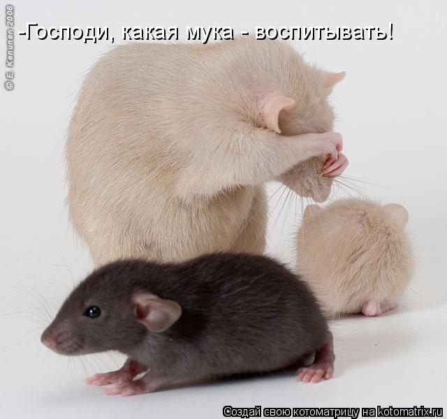 Котоматрица: -Господи, какая мука - воспитывать!