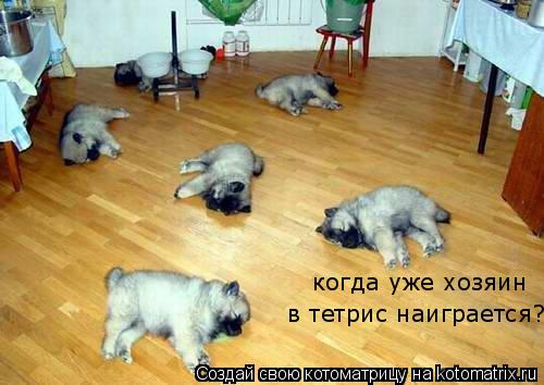 когда уже хозяин в тетрис наиграется?... Котоматрица: когда уже хозяин в тетрис наиграется?