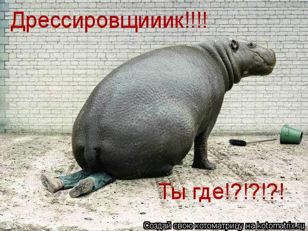Котоматрица: Дрессировщииик!!!! Ты где!?!?!?!