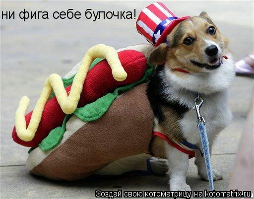 Котоматрица: ни фига себе булочка!