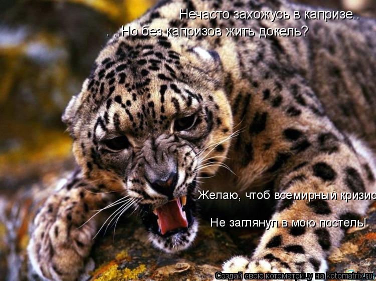 Нечасто захожусь в капризе.. . ..Но без капризов жить докель? Желаю, чтоб всемирный кризис Не загл... Котоматрица: Нечасто захожусь в капризе.. . ..Но без капризов жить докель? Желаю, чтоб всемирный кризис Не заглянул в мою постель!