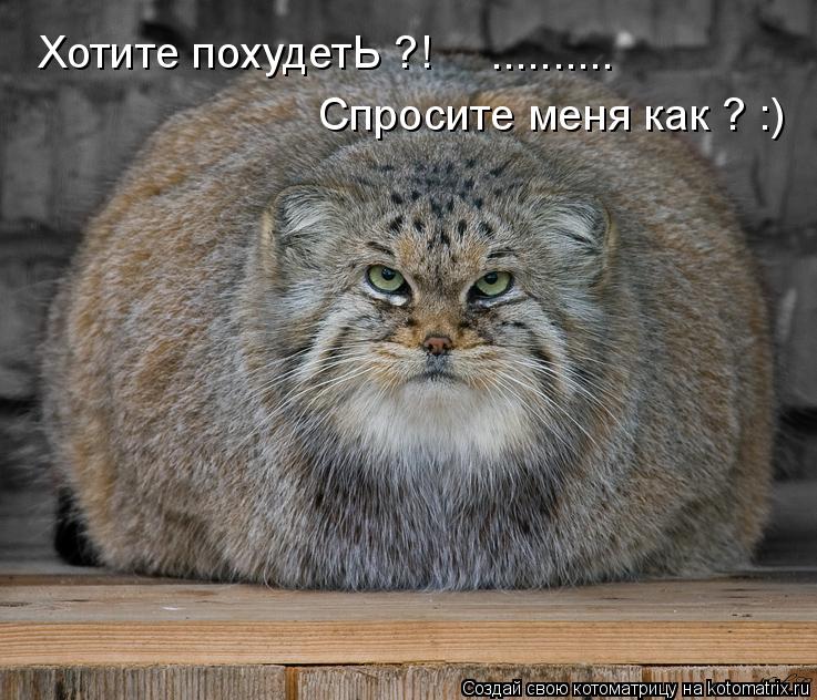 Котоматрица: Хотите похудетЬ ?! Спросите меня как ? :) ..........