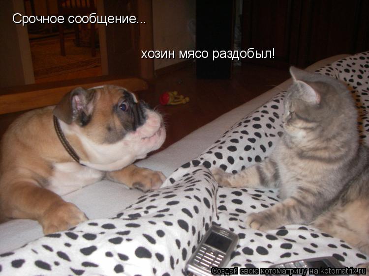 Котоматрица: Срочное сообщение... хозин мясо раздобыл!