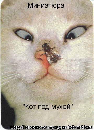Миниатюра "Кот под мухой"... Котоматрица: Миниатюра "Кот под мухой"