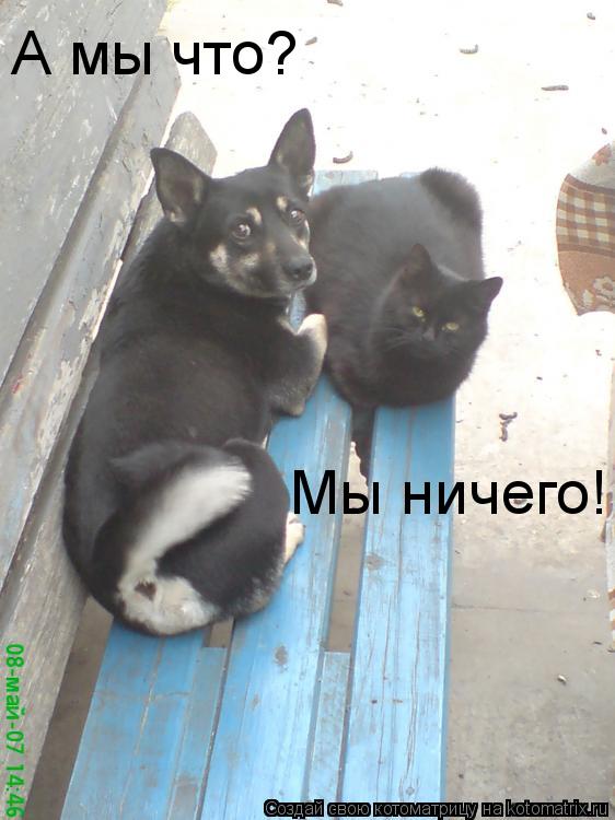 Котоматрица: А мы что? Мы ничего!