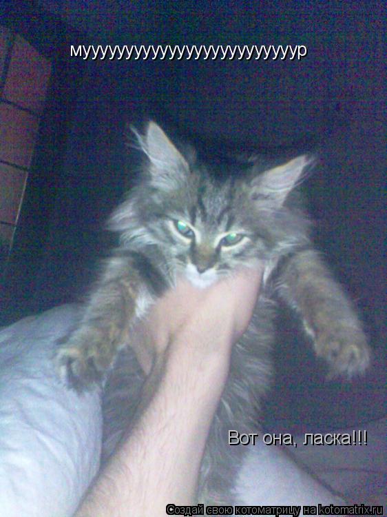 Котоматрица: мууууууууууууууууууууууууур Вот она, ласка!!!