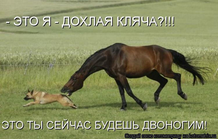 - ЭТО Я - ДОХЛАЯ КЛЯЧА?!!! ЭТО ТЫ СЕЙЧАС БУДЕШЬ ДВОНОГИМ!... Котоматрица: - ЭТО Я - ДОХЛАЯ КЛЯЧА?!!! ЭТО ТЫ СЕЙЧАС БУДЕШЬ ДВОНОГИМ!