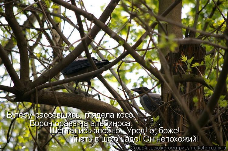 Котоматрица: В лесу, рассевшись, глядела косо Ворон орава на альбиноса. Шептались злобно: «Урод! о, боже! Гнать в шею надо! Он непохожий!»