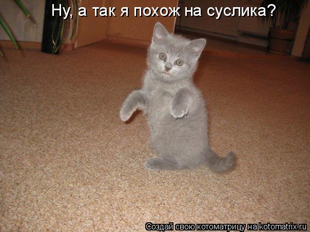 Ну, а так я похож на суслика?... Котоматрица: Ну, а так я похож на суслика?