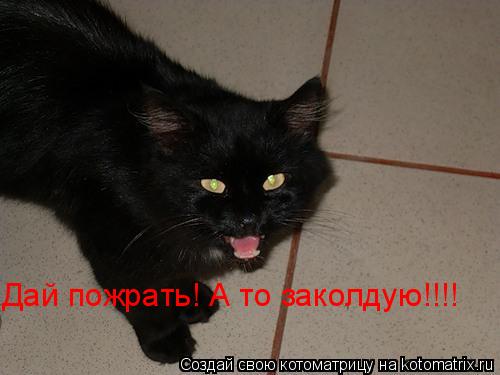 Котоматрица: Дай пожрать! А то заколдую!!!!
