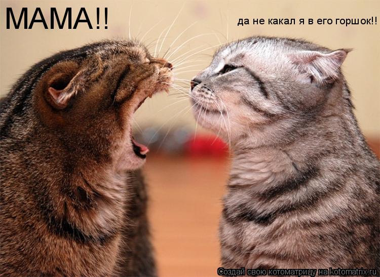 Котоматрица: МАМА!! да не какал я в его горшок!!