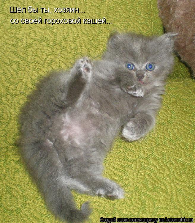 Шёл бы ты, хозяин... со своей гороховой кашей...... Котоматрица: Шёл бы ты, хозяин... со своей гороховой кашей...