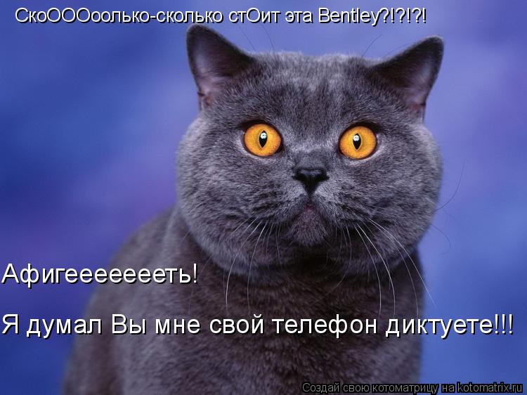 Котоматрица: СкоОООоолько-сколько стОит эта Bentley?!?!?! Я думал Вы мне свой телефон диктуете!!! Афигеееееееть!