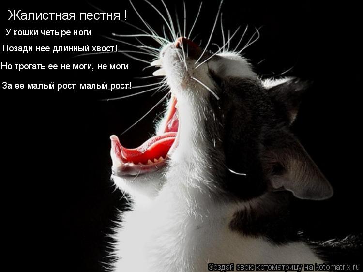 Котоматрица: Жалистная пестня ! У кошки четыре ноги Позади нее длинный хвост! Но трогать ее не моги, не моги За ее малый рост, малый рост!