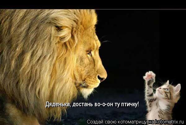 Котоматрица: Дяденька, достань во-о-он ту птичку!